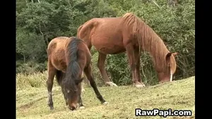 Gay hardcore bareback : duo mâle baise brutal amateur